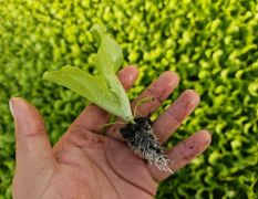 云南基地现货油麦菜意大利生菜苗