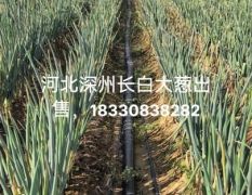 河北深州长白大葱又翠又甜 种植户自己的