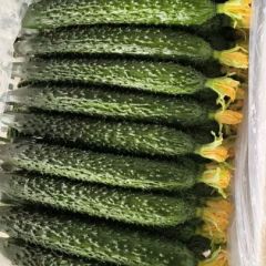 山东莘县密刺黄瓜,青瓜大量现货供应
