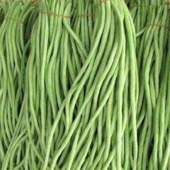 辽宁凌海冷棚豇豆大量上市