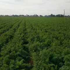 辽宁凌海胡萝卜10月中旬大量走货中