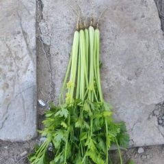 凌海蔬菜基地常年大量供应大棚冷棚陆地香芹
