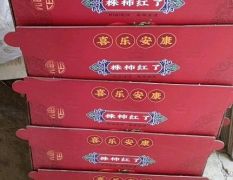 2026运城柿子 火热销售中七月黄、吊红