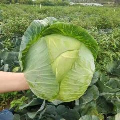 菏泽京丰一号甘蓝,大量供应