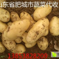山东省肥城市土豆大量上市，诚信合作