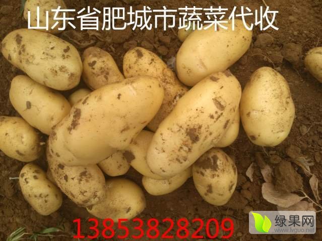 2019年山东肥城荷兰十五价格