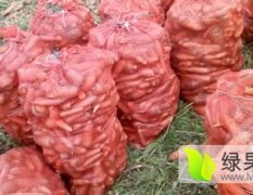 大量供应冷库胡萝卜用于加工厂和畜牧业