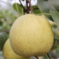 砀山酥梨产销两旺,大荔党力康诚信合作