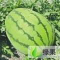 内蒙通辽市冠龙西瓜大量上市了
