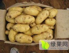 山东惠民县荷兰十五土豆大量上市，薯型好有光