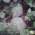 河南扶沟县吕潭花皮无籽黑皮无籽西瓜大掉价。