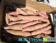 福建漳浦北京红龙薯九红薯2017年新上市