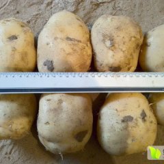 多伦土豆何去何从,一家王怀宇诚信合作