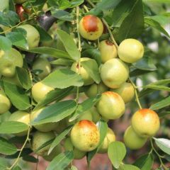 原产地红丹脆枣树苗，保证纯正品种