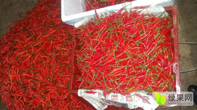 海花红图片,花红图片,冻花红图片_大山谷图库