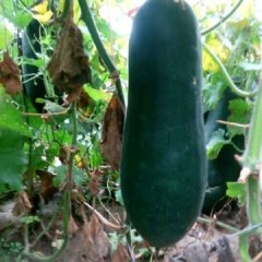 河北保定7月清苑吊冬瓜