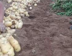 泗水县大棚土豆有着十多年的种植经验