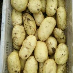 滕州市土豆基地，主产品种荷兰十五