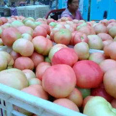 2015东昌府西红柿再不来就没机会了！