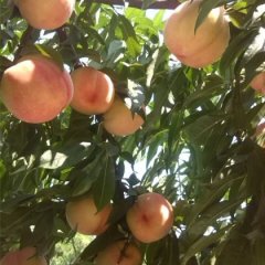 大荔范家张小虎9月中华寿桃蜜桃