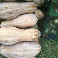 蒙城金韩秘本南瓜及南瓜深加工