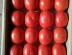 山东泰安万亩温室优质硬粉西红柿