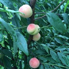 金乡蜜桃香甜可口鸡黍申海兵诚信合作