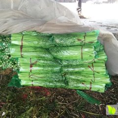 沂南芹菜 有三个乡镇蔬菜种植基地