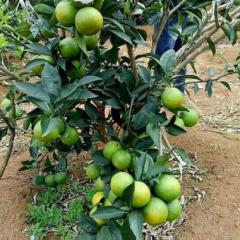 扶绥县瓜果交易市场常年供应，冰糖橙