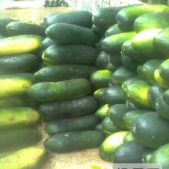 河南博爱子弹头黑皮冬瓜香甜可口