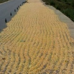 2015宜城玉米价格波动不大