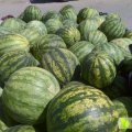 2015靖远西瓜抓住商机无限