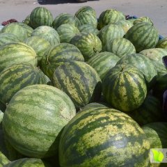 2015靖远西瓜抓住商机无限