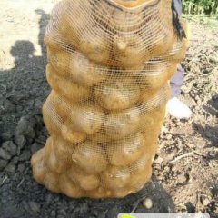 公主岭怀德延薯4号二两以上2毛钱小顾诚信代办代发