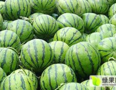吉林西瓜內(nèi)蒙西瓜大量上市