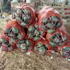 供应广西南宁日本小南瓜