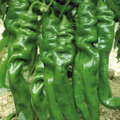 山东费县砀椒、线椒、 螺丝椒、芜湖椒等青椒