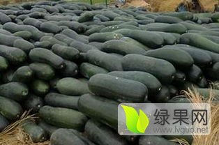 河南夏邑子弹头黑皮冬瓜假一赔十