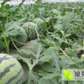 东台市新曹农场是传统的地瓜种植基地