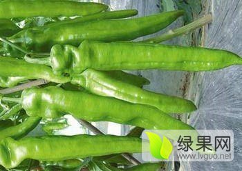 2015年山东青州羊角椒价格