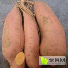 2015昌黎红薯抓住商机无限