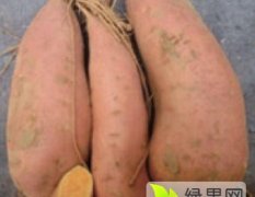 2015昌黎红薯抓住商机无限