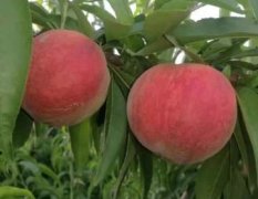 2017城固家乡的大红蜜桃上市了，本品种个大