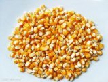 2016宜城玉米今年价格有看点