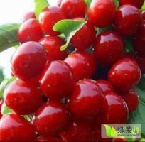 澄城赵庄5月红灯樱桃