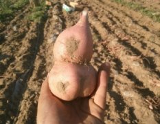 阜新地瓜红薯合作社为农民卖红薯货好价低