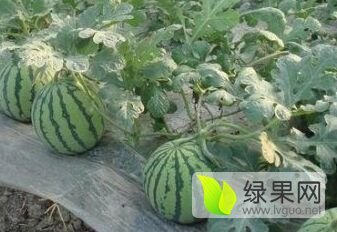 8424西瓜价格