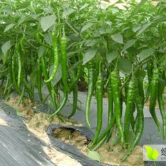 江苏省沭阳县最大辣椒基地供应线椒