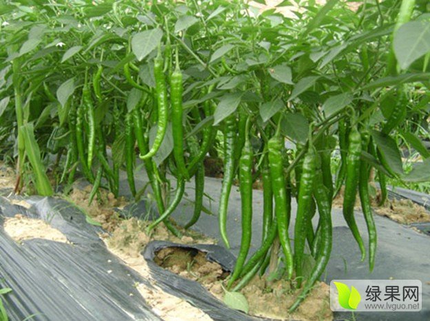 2015年江苏沭阳线椒价格