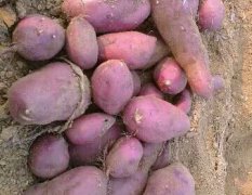 安徽固镇商薯19红薯绿色无公害